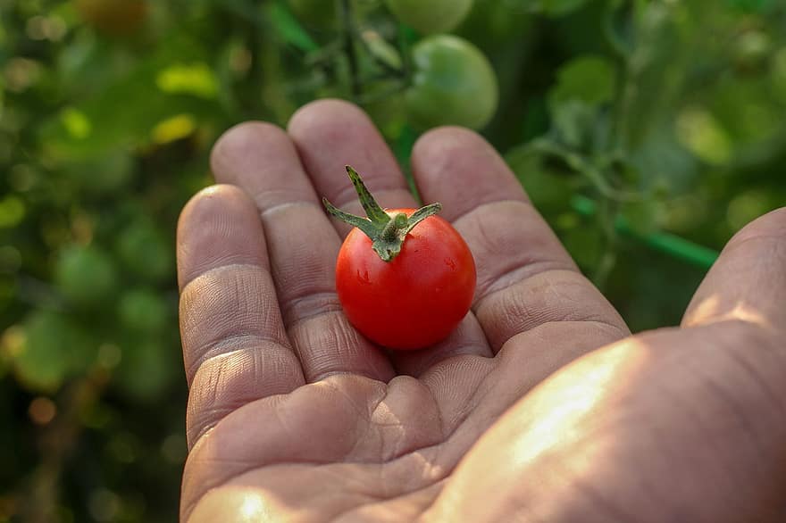 tomate cherry, vegetal, mano, Produce, comida, orgánico, cosecha