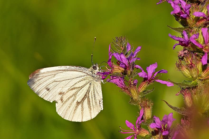 putih, kupu-kupu, bunga-bunga, serangga, hewan, sayap, menanam, alam, musim panas