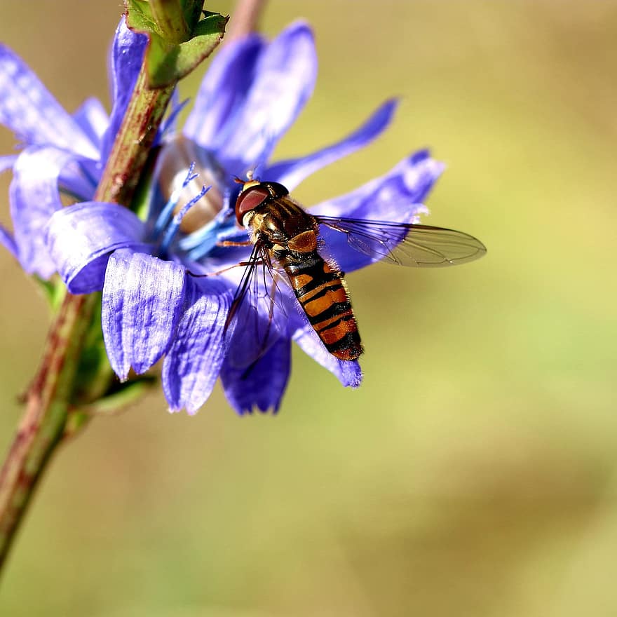 Hoverfly, Insect, Flower, Flower Fly, Animal, Plant, Garden, Nature, Macro