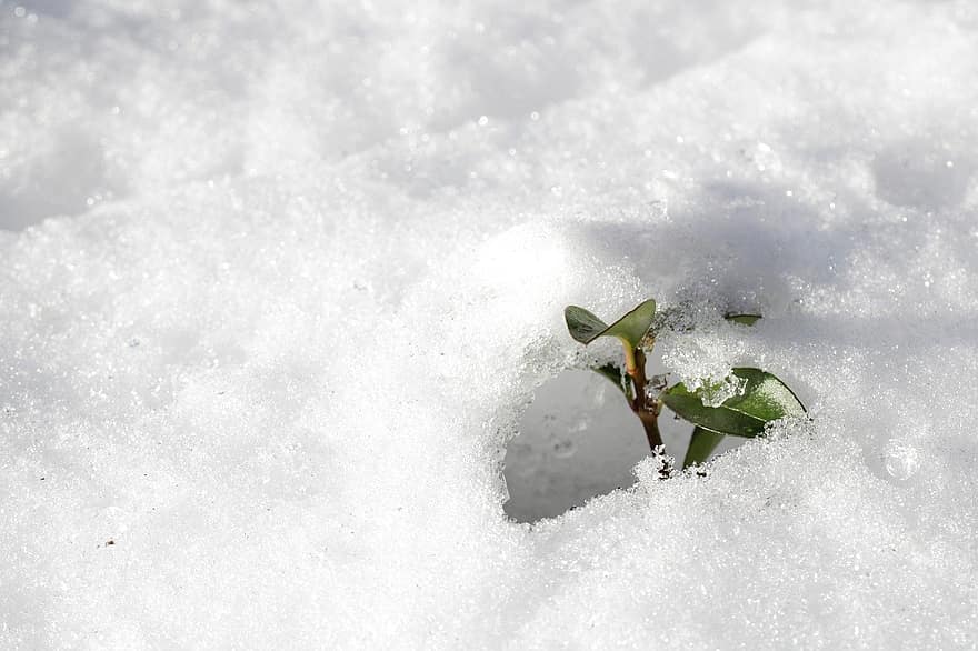 hó, jég, növény, tavaszi, olvad, olvasztás, hideg, téli, évszak, közelkép, háttérrel