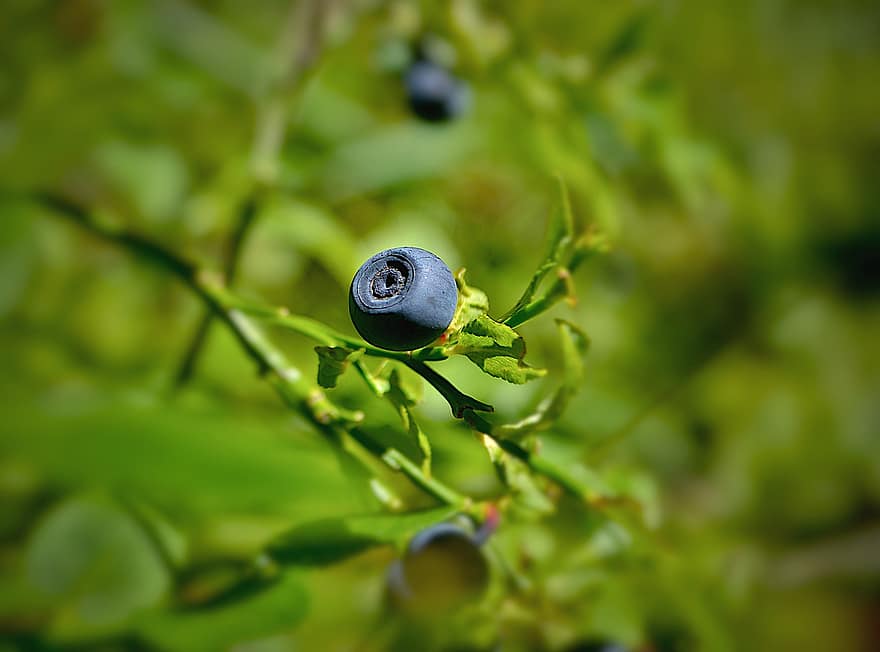 블루 베리, 과일, 말린 씨앗, 신선한, 식품, 본질적인, 익은, 수확, 생기게 하다, 건강한, 비타민