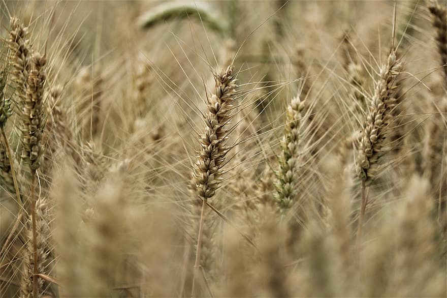 Niederrhein, Landscape, Field, Harvest, Food, Wheat Field, Cornfield, Wheat, Home, Rye, Spike