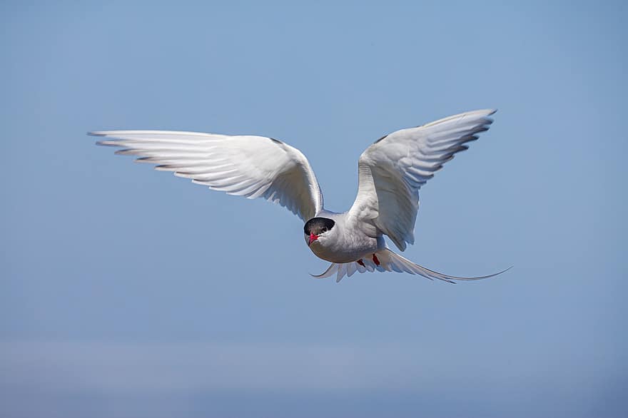 Tern, Arctic Tern, Bird, Flight, Wings, Fly, Flying Bird, Nature, Animal, Ornithology, Seabird