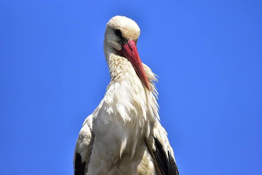 hvid stork, Biebrza-dalen, natur, rød næb