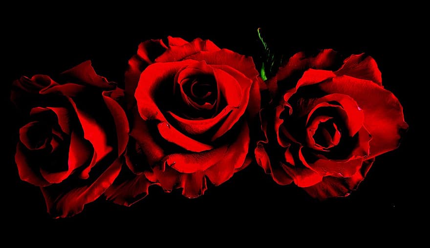 roser, rød blomst, blomstre, blomst, petal, romanse, kjærlighet, bukett, bakgrunn, nærbilde, blomsterhodet
