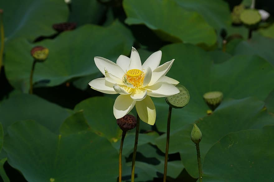 Blume, Lotus, Botanik, blühen, Natur, Wachstum, Wasserpflanze