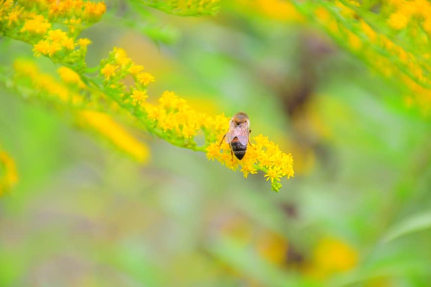 Goldenrods, Bee, Pollination, Solidago, Insect, Macro, Nature