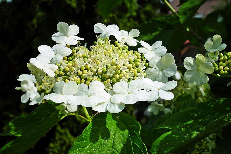 witte bloemen, bloemen, viburnum, tuin-, natuur, blad, fabriek, detailopname, zomer, bloem, versheid