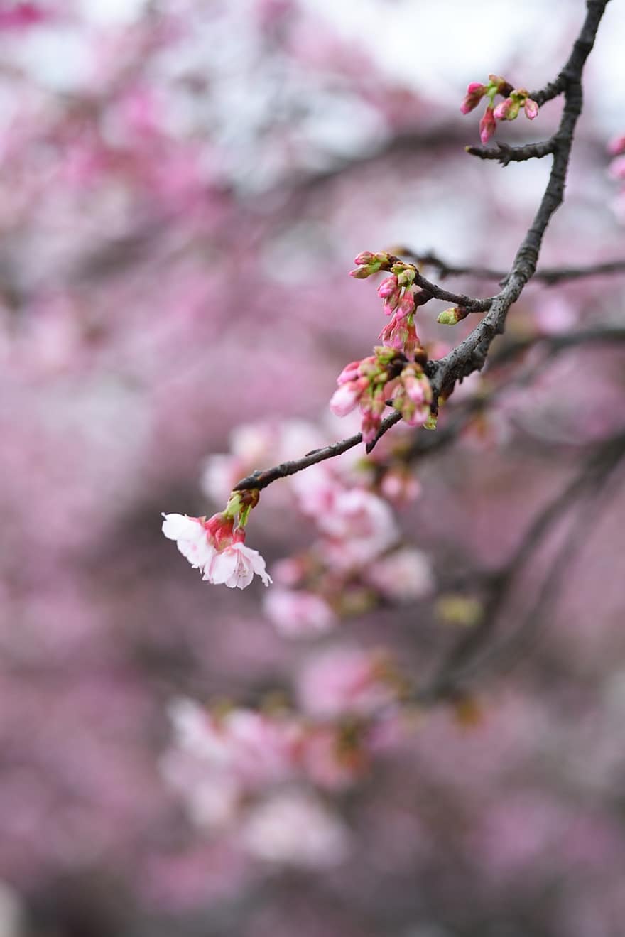 flores, sakura, cerasus campanulata, Flor de cerejeira, pétalas, botões, ramo, flor, primavera, plantar, fechar-se