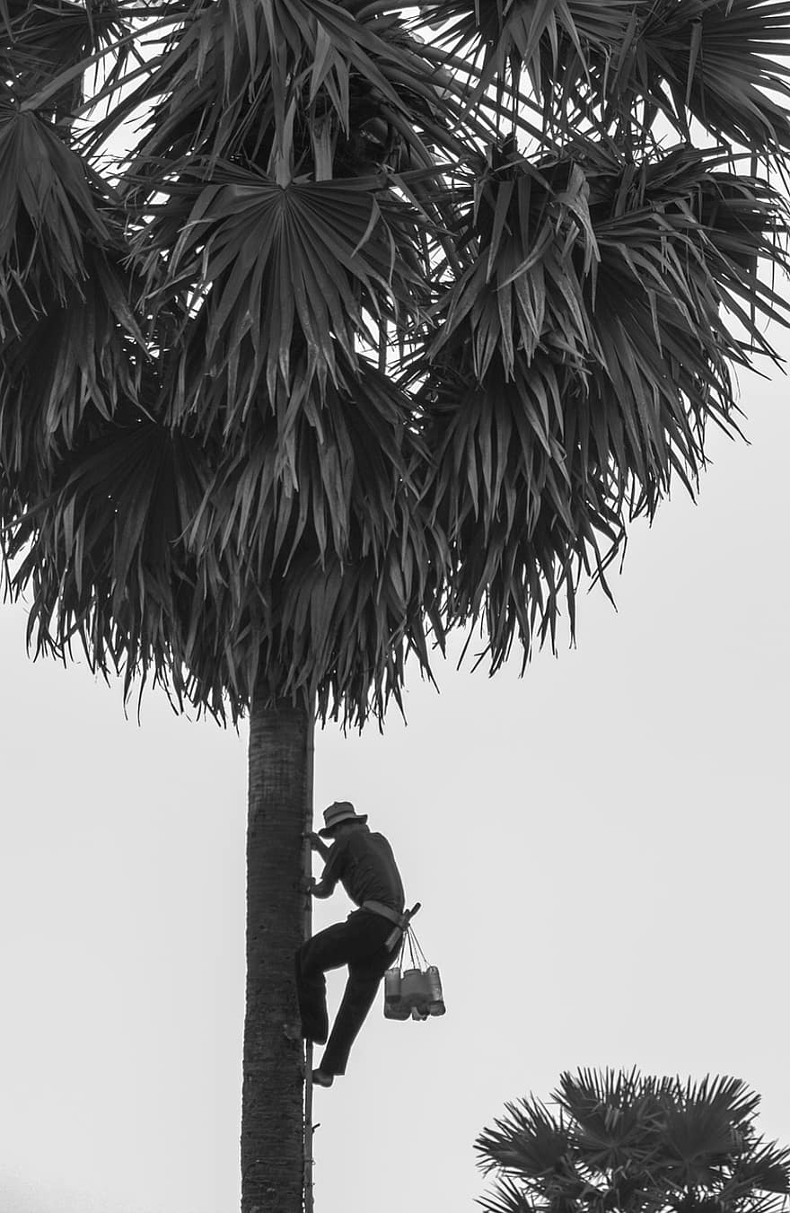 man, klättrande, träd, palmträd