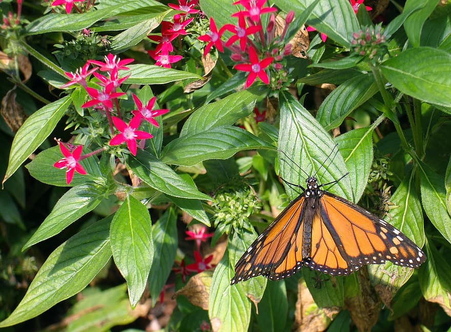 Monarch, Schmetterling, Schmetterlinge, Blatt, Blume, Insekt, Orange, Natur, Tierwelt