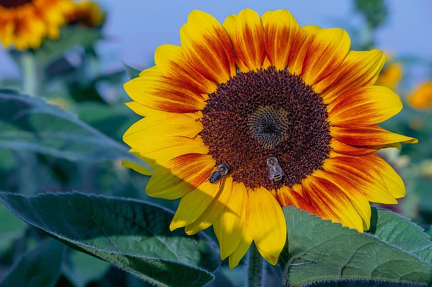 Sunflower, Flower, Bees, Insect, Yellow Flower, Petals, Bloom, Blossom, Flowering Plant, Ornamental Plant, Plant