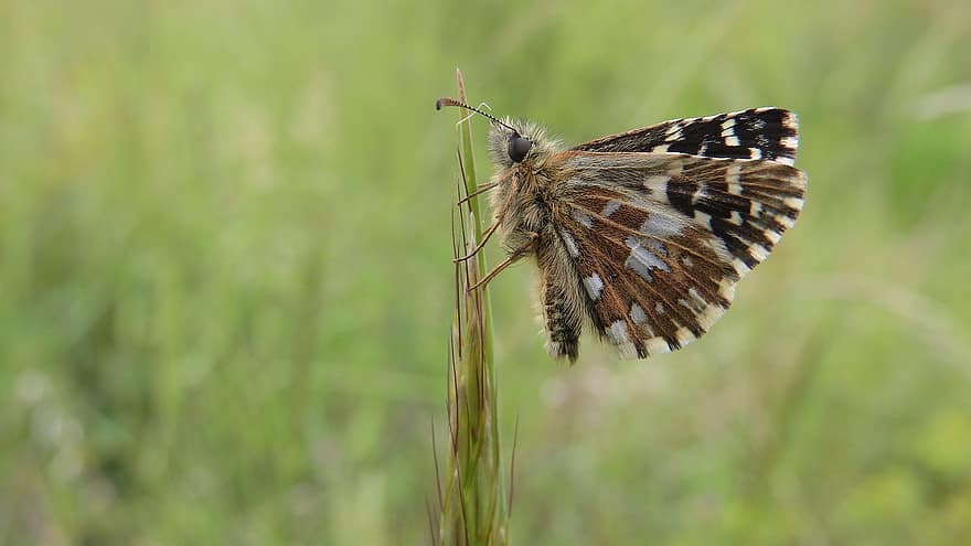 pyrgus malvae, Soumračník Jahodníkový, Lepidoptera, sommerfugl, brun, fikk øye på, søt, detaljhandel, liten, detalj, hårete