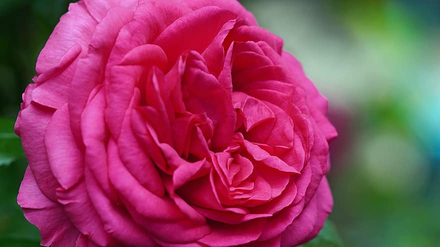 Rosa, flor, tarjeta de felicitación, feliz cumpleaños, jardín, naturaleza, belleza, rosado, verde, de cerca, pétalo