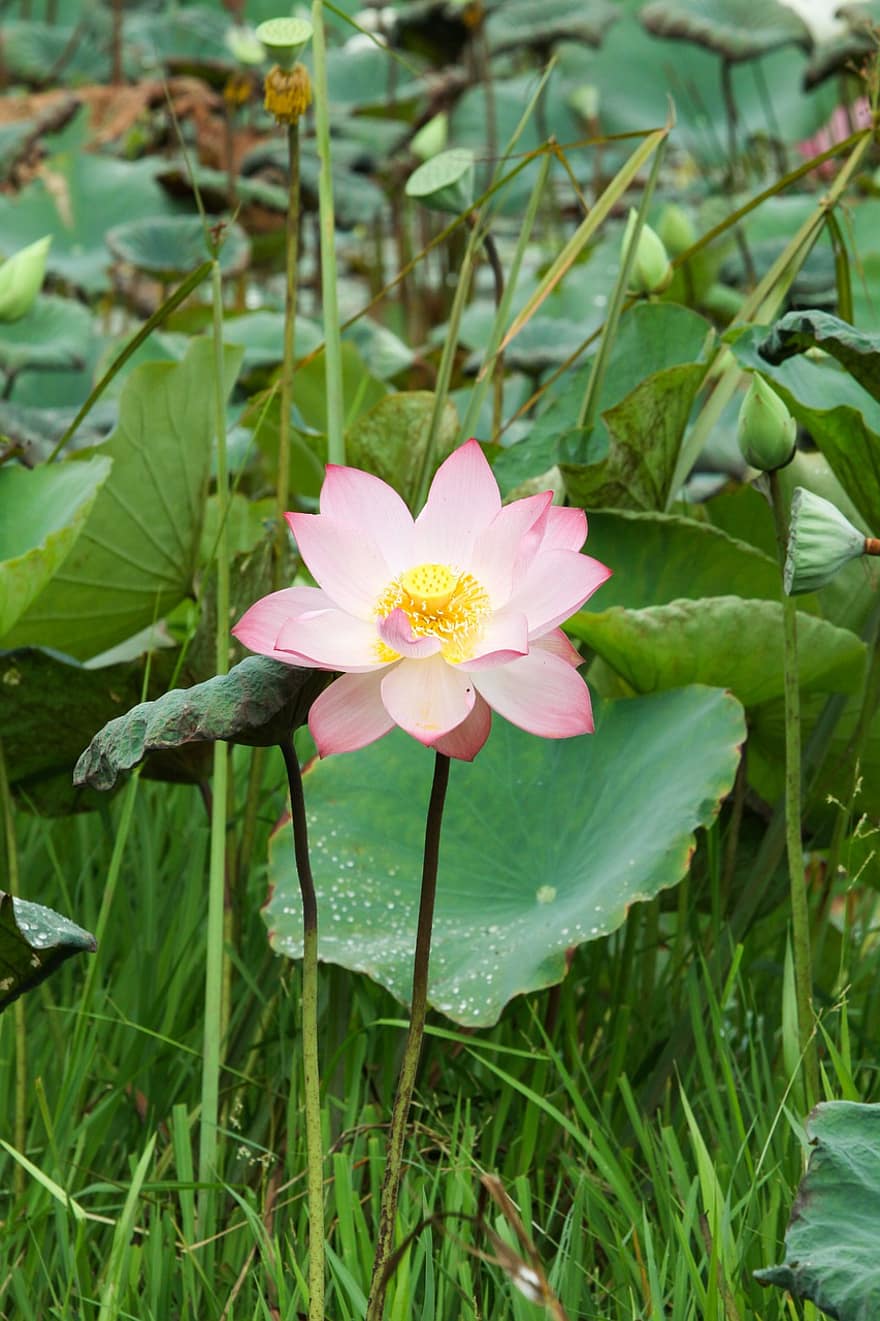 Lotus, Water Lily, Flower, Blossom, Bloom, Beautiful, Nature, Nelumbo Nucifera, Pink Flower, Aquatic Plant, Floral