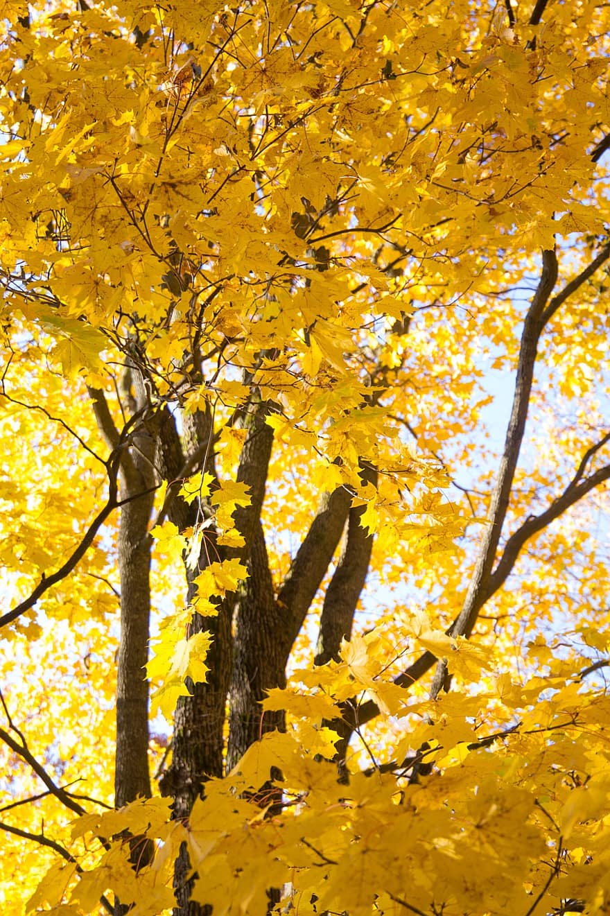 efterår, blade, ahorntræ, træ, grene, løv