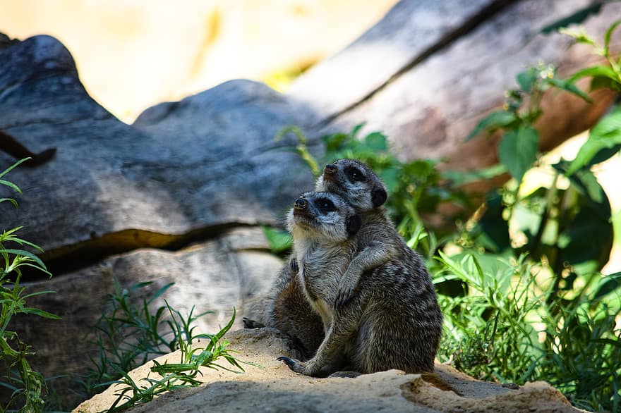 suricate, animaux, mammifères, roches, feuilles