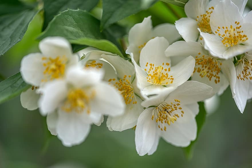 Philadelphie coronaire, arbuste à sifflet, fleurs, blanc, Bauer Jasmin, hydrangeaceae, arbuste d'ornement