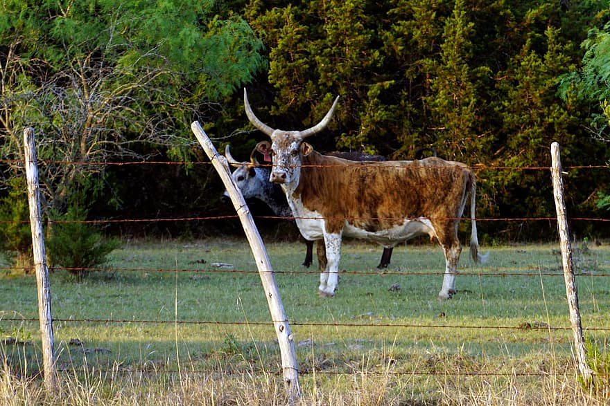 kvæg, køer, paddock, texas longhorn, husdyr, gård, bondegårdsdyr, ko, græs, landlige scene, landbrug