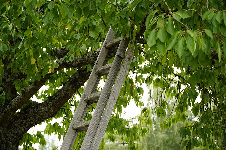 Ladder, Wood, Climbing, Harvest, Cherry