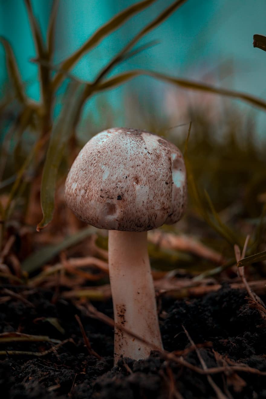 Mushroom, Toadstool, Agaricus, Fungus, Forest, Nature