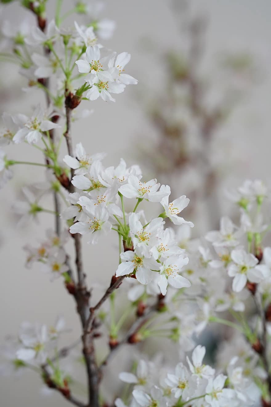 Flores de cerezo, Flores blancas, sakura, primavera, las flores, de cerca, flor, rama, planta, frescura, temporada