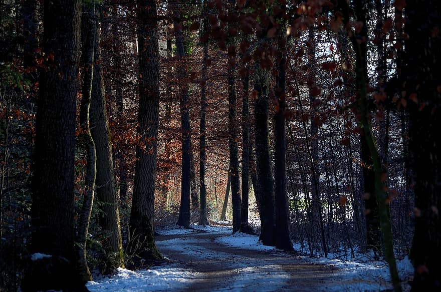 las, ścieżka, zimowy, śnieg, drzewa, Natura, Las, drzewo, jesień, pora roku, krajobraz