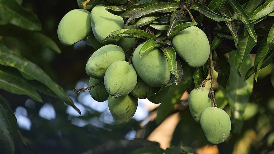 манго, фрукты, дерево, Индийское манго, зеленые манго, листья, питание, здоровый, витамины, органический, свежий