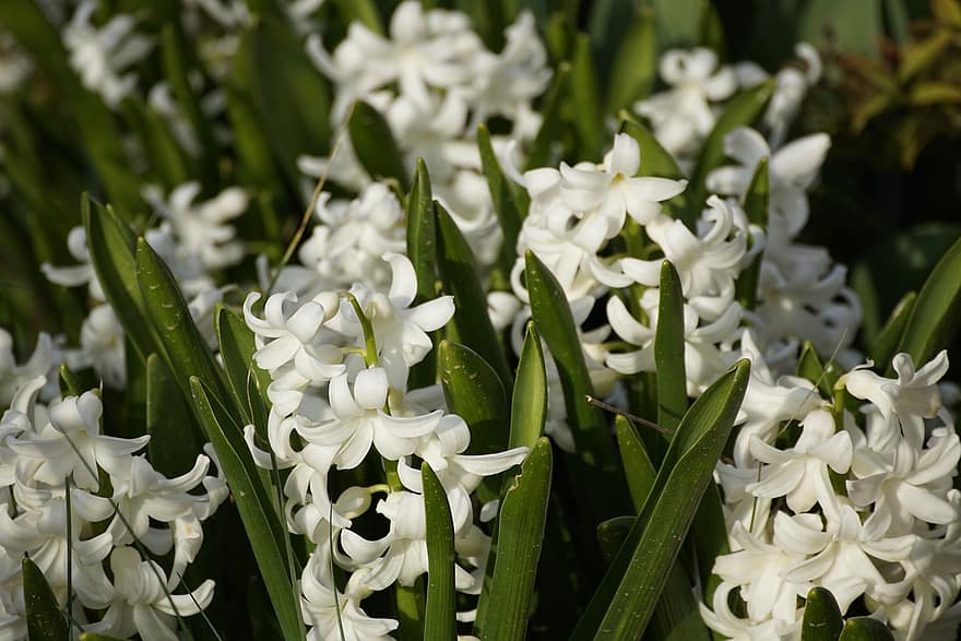 hyacint, blommor, växt, vit hyacint, kronblad, blomma, flora, vår, natur, blad, närbild