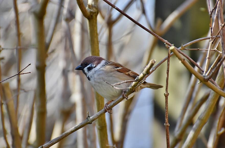 Bird, Sparrow, Avian, Nature, Ornithology, Birdwatching, beak, branch, feather, animals in the wild, close-up