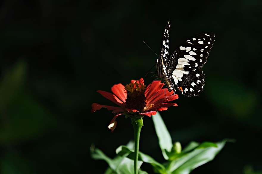 papallona de calç, polinització, zinnia, flor, flora, naturalesa, insecte, vida salvatge, primer pla, papallona, estiu