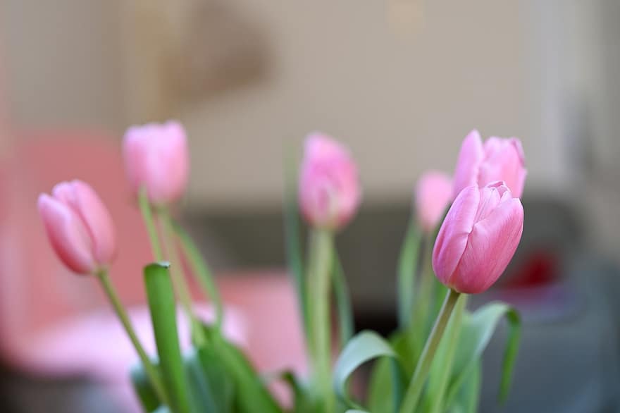 tulppaanit, kukat, kasvi, vaaleanpunaiset kukat, vaaleanpunaiset tulppaanit, kukinta, kukka, kevät, kevään kukat, kukkakimppu