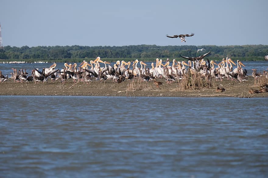 Големите бели пеликани, птици, стадо, езеро, езерце, скали, наблюдение на птици, запазване, делтата на Дунав, екология, Махмудия