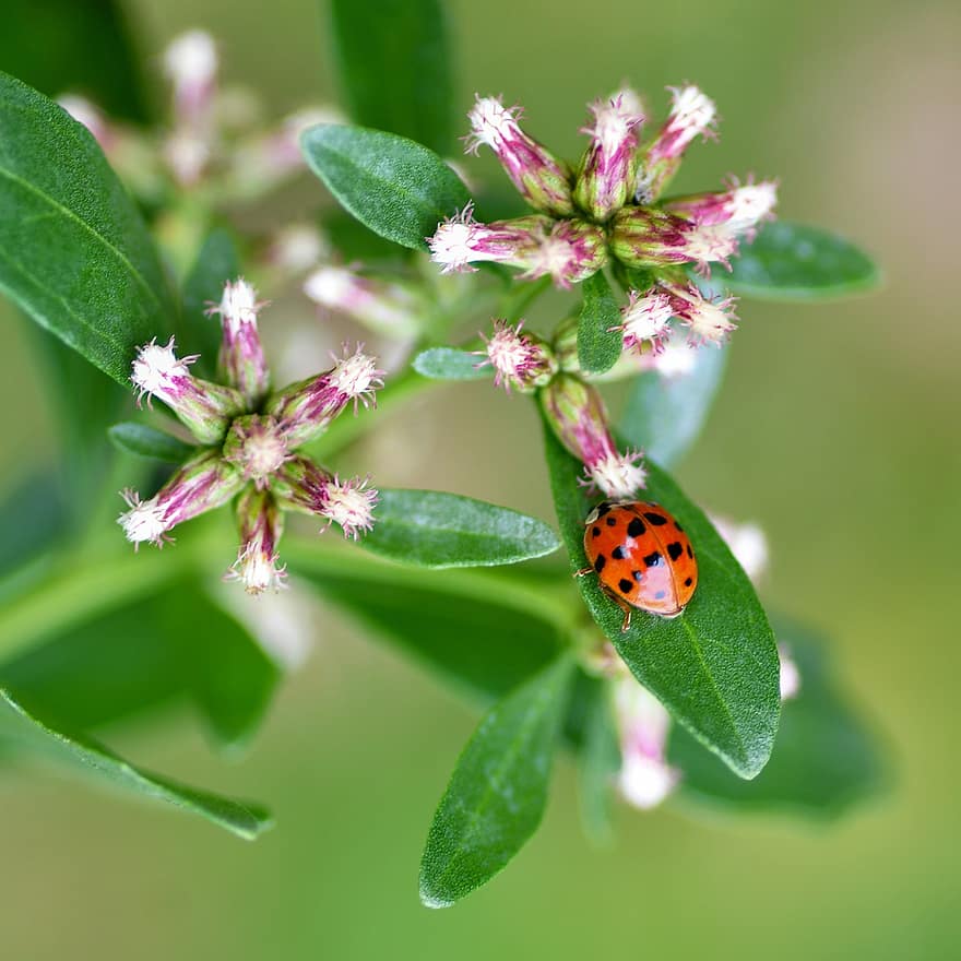 Boružė, gėlės, augalų, ladybird beetle, vabalas, vabzdys, gyvūnas, sodas, pobūdį
