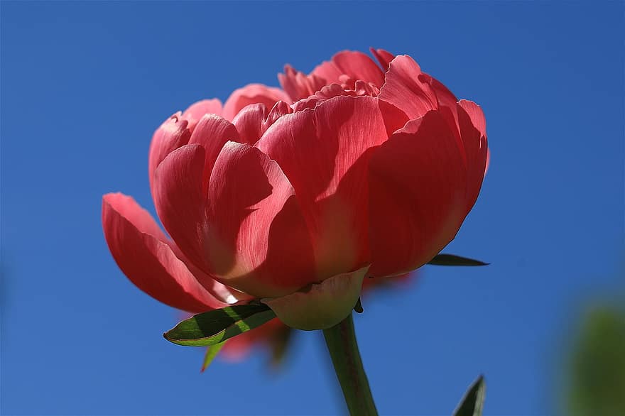 Pfingstrose, rosa Pfingstrose, pinke Blume, Blume, Nahansicht, blühen, Garten, Sommer-, Pflanze, Blütenblatt, Blütenkopf
