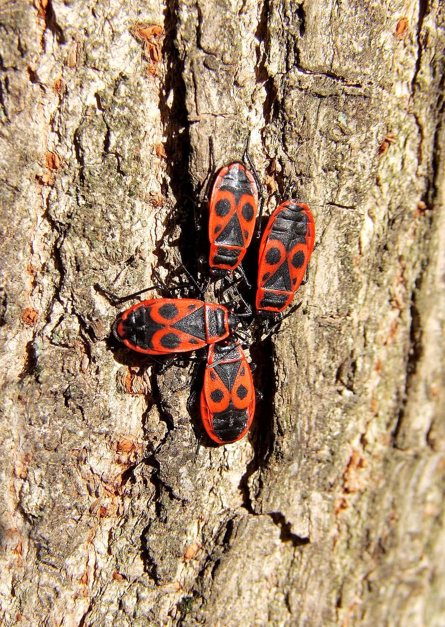 Power-Bug, pyrrhocoris apterus, Käfer, Makro, harmlos
