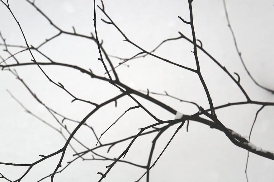 boom, Bos, winter, sneeuw, tak, blad, fabriek, seizoen, detailopname, achtergronden, dag