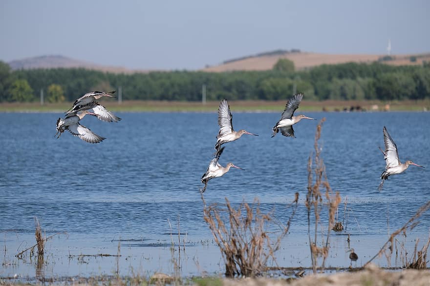 godwit ekor hitam, burung-burung, kawanan, danau, kolam, batu, mengamati burung, konservasi, danube delta, ekologi, Mahmudia
