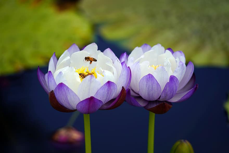 лотос, цветя, пчела, насекомо, водни лилии, езерце, езеро, растения