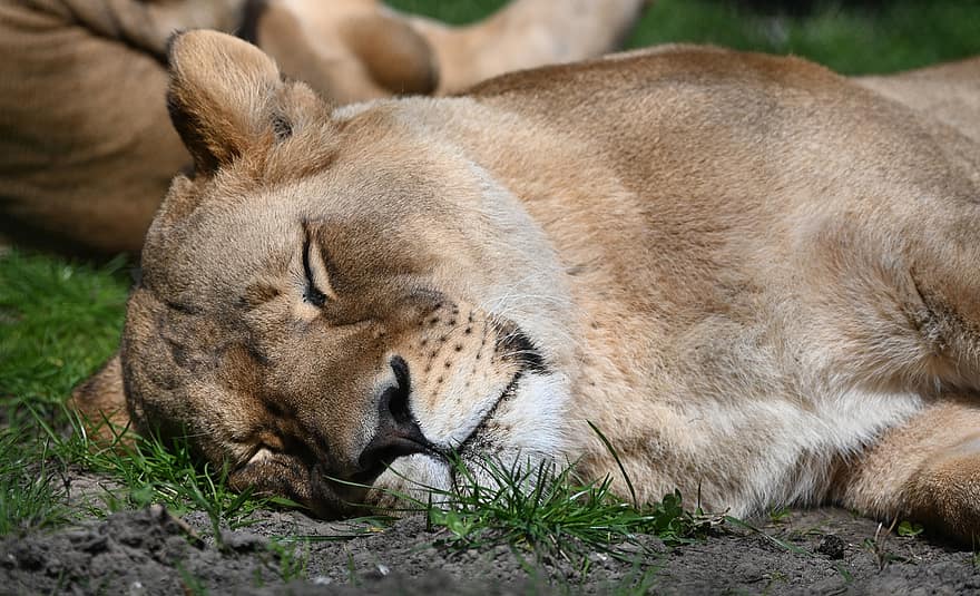 løvinde, løve, sovende løve, rovdyr, kødædende, dyr i naturen, undomesticated cat, feline, safari dyr, Afrika, græs