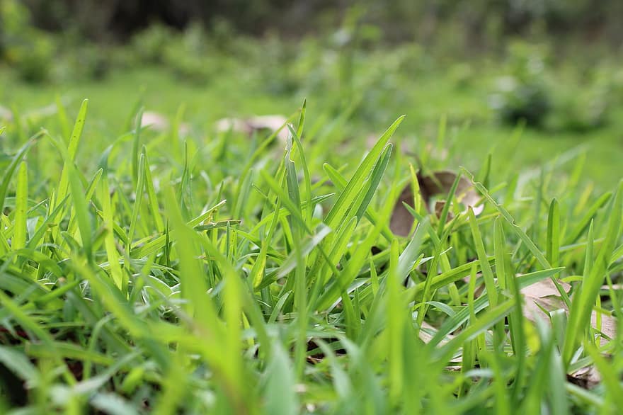 herbe, sol, pelouse, la nature, lame, en plein air, couleur verte, été, fermer, Prairie, plante