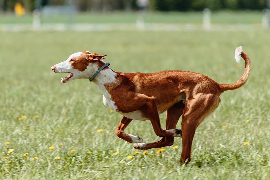 podenco, perro, corriendo, campo, al aire libre, activo, animal, caninos, agilidad, atlético, canino