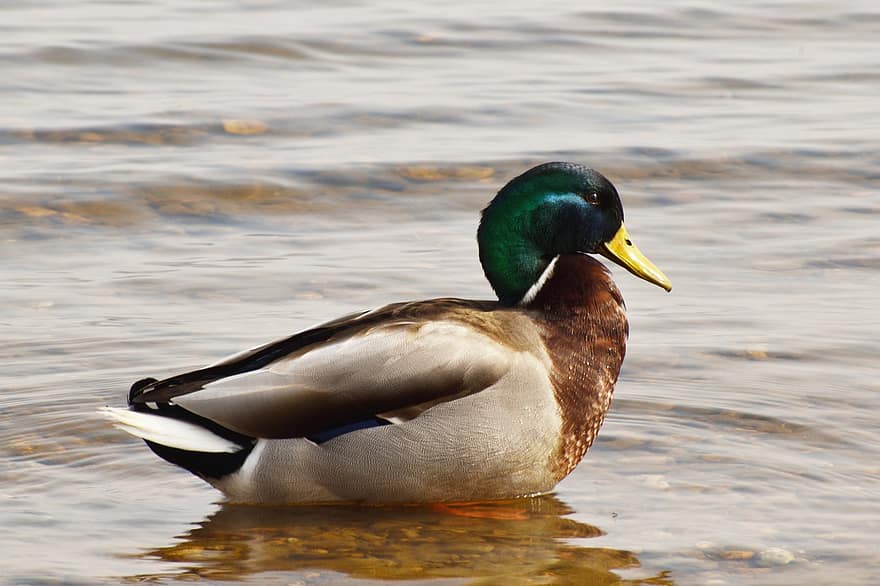 Duck, Mallard, Bird, Swim, Waterfowl, Water Bird, Animal, Lake, Water, Plumage, Feathers