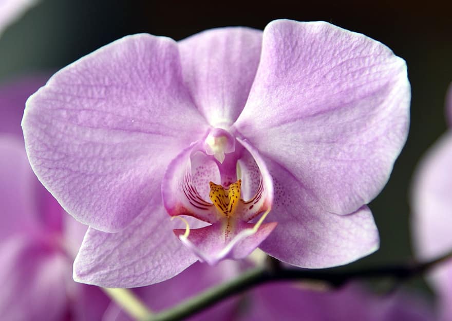 orkide, blomma, växt, kronblad, orchidaceae, lila blomma, prydnadsväxter, flora, krukväxt, exotisk, natur