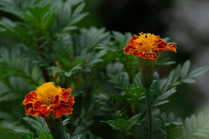 Flower, Marigold, Flora, Nature, Bloom, Blossom, plant, close-up, yellow, summer, leaf