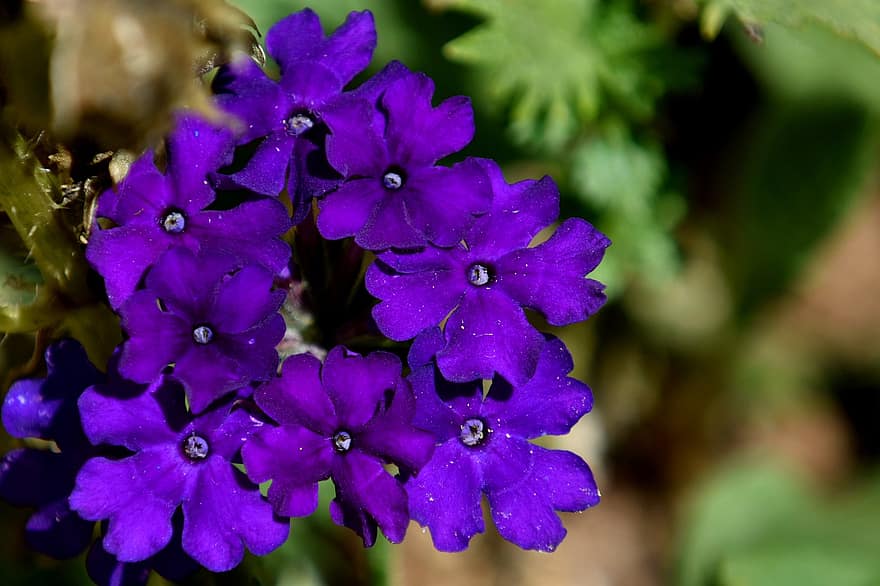 Flowers, Purple, Violet, Bloom, Plant, Blossom, Nature, Garden, Spring, Flora, Summer