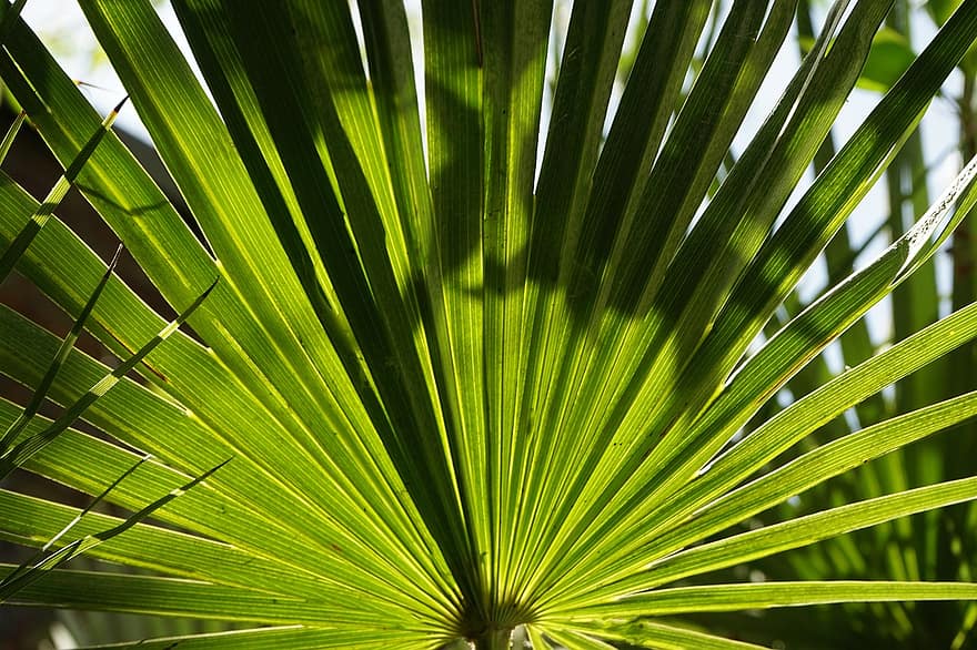 palma, tropický, listy, Příroda, růst, list, rostlina, zelená barva, pozadí, detail, strom