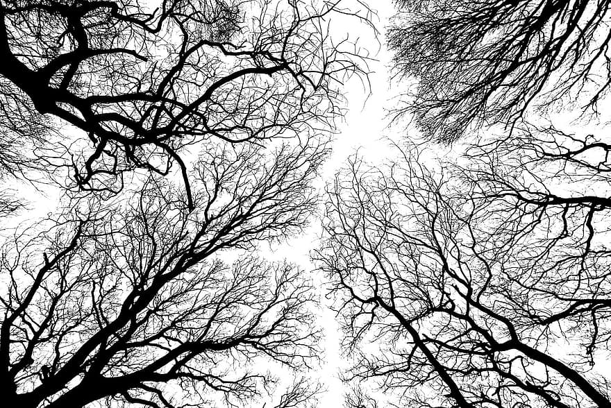 copac, ramură, ramuri, model, fractal, sus, negru, alb, pădure, cu frunze căzătoare, crenguţă