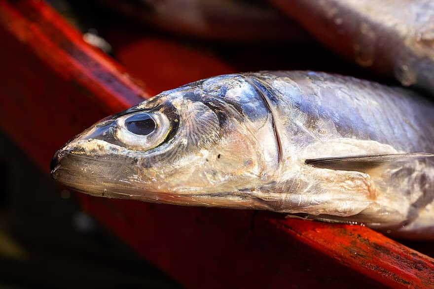 anchovies, मछली बाज़ार, मछली, ताज़ा मछली