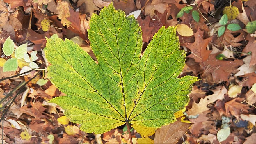 лист, кленовий листок, осінь, природи, жовтий, сезон, жовтень, ліс, різнокольорові, впритул, дерево